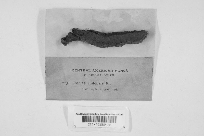 Fomes chilensis image