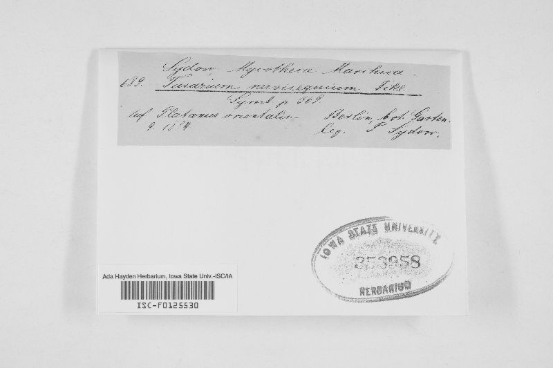 Apiognomonia veneta image