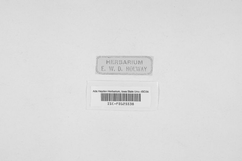 Fusicladium caricinum image
