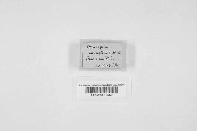 Glaziella aurantiaca image
