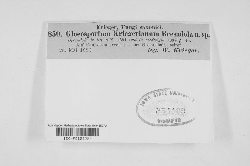 Discula image