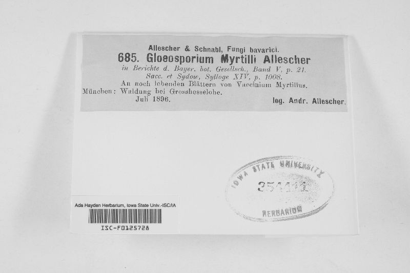 Gloeosporium myrtilli image