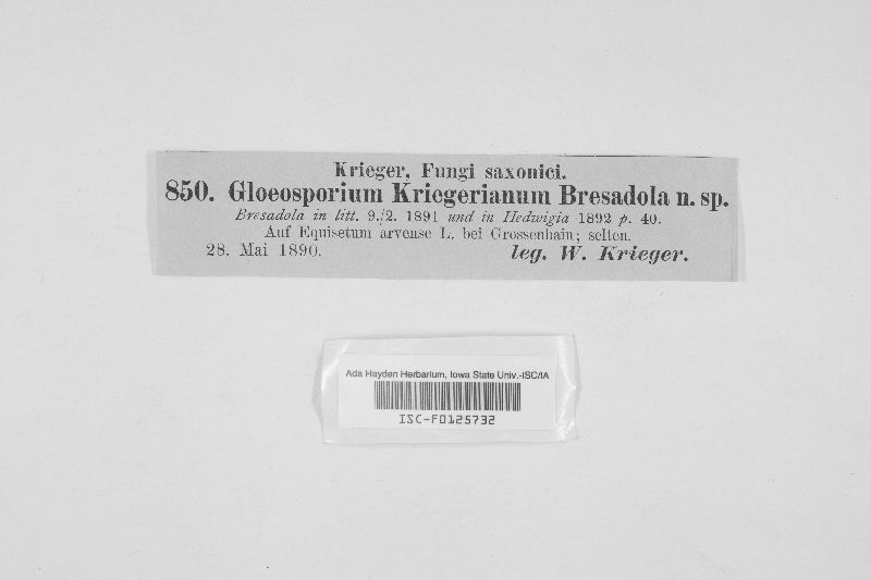 Discula kriegeriana image