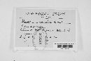 Gloeosporium variabile image