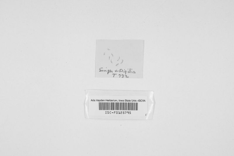 Gloeotromera pululahuana image