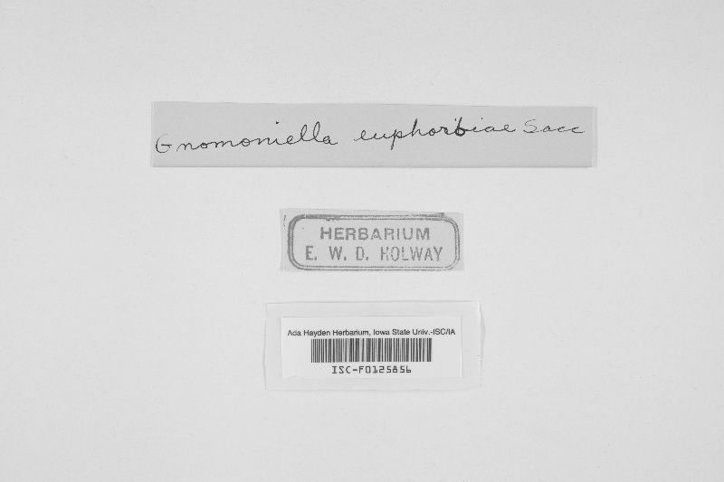 Gnomoniella euphorbiae image