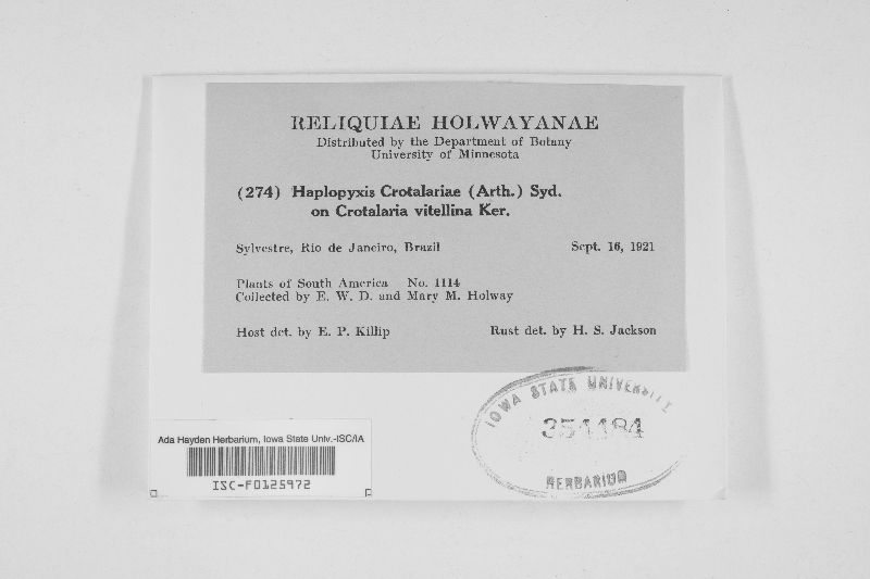 Haplopyxis crotalariae image