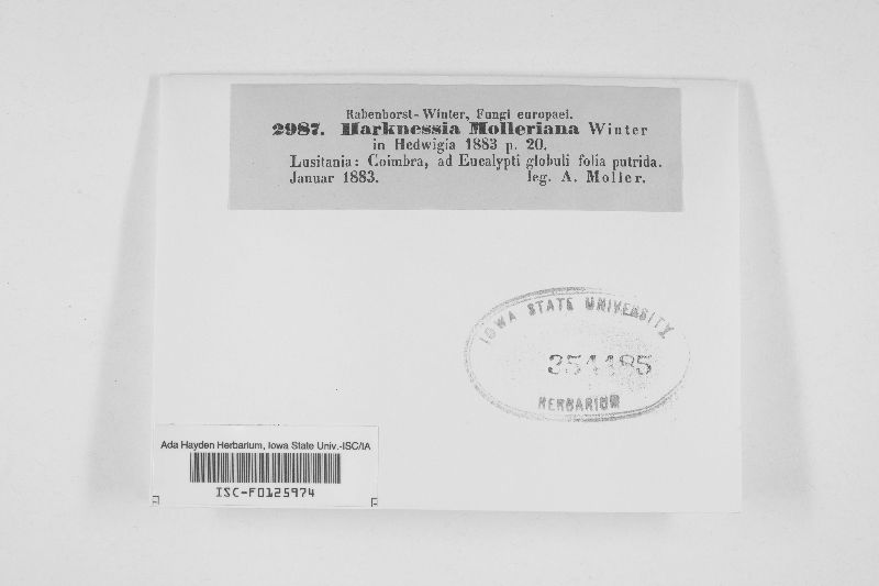 Harknessia molleriana image