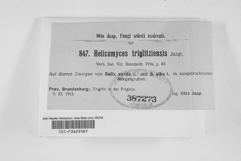 Helicomyces triglitziensis image
