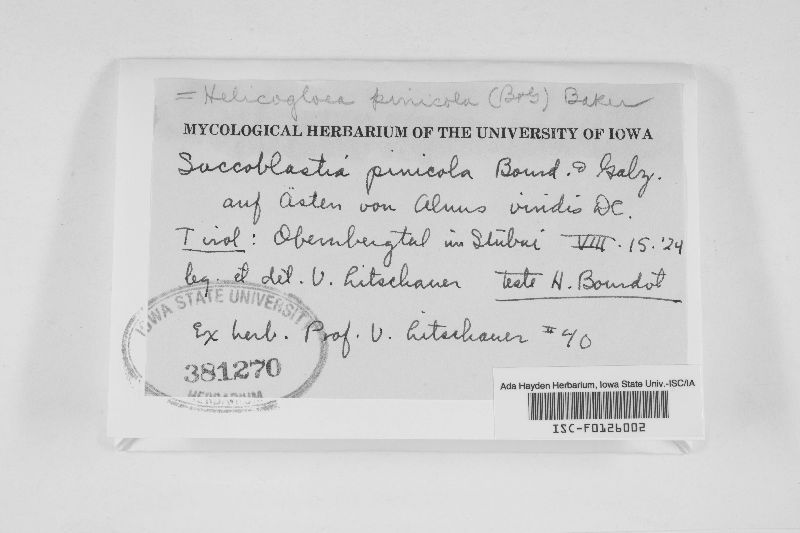 Helicogloea pinicola image