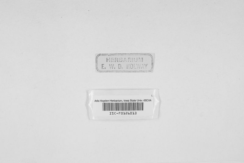 Davidiella macrospora image