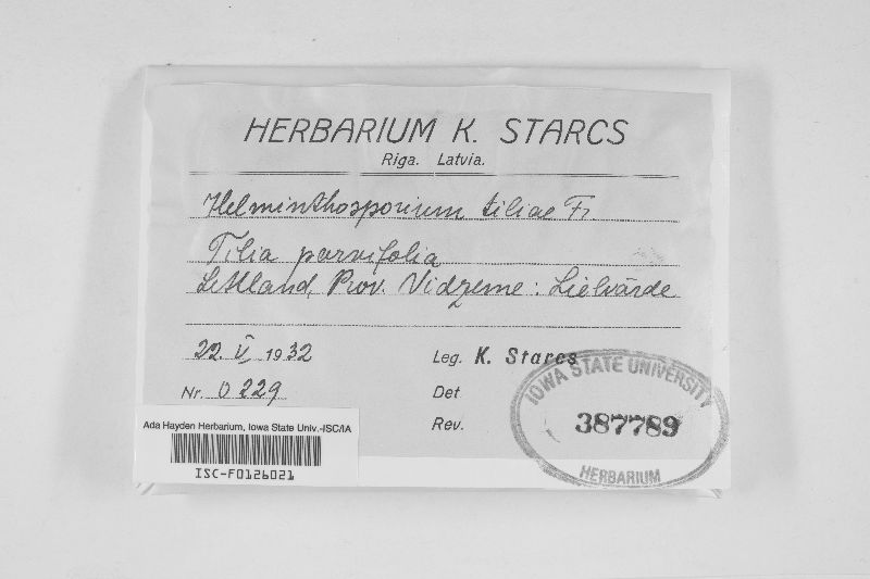 Helminthosporium image