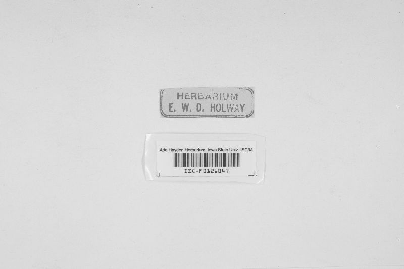 Helotium discretum image