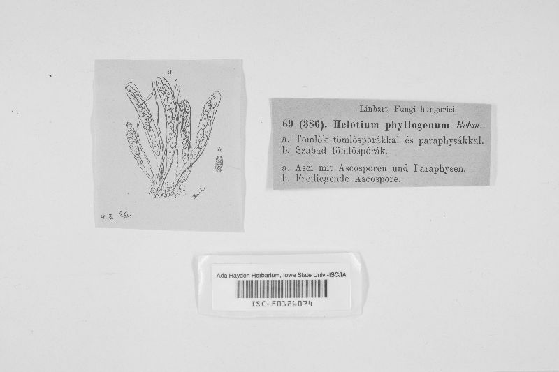 Helotium phyllogenum image