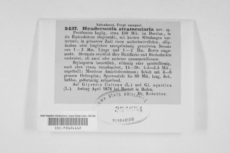 Hendersonia atramentaria image