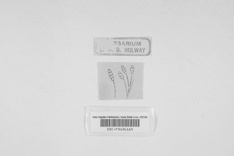 Hendersonia conorum image