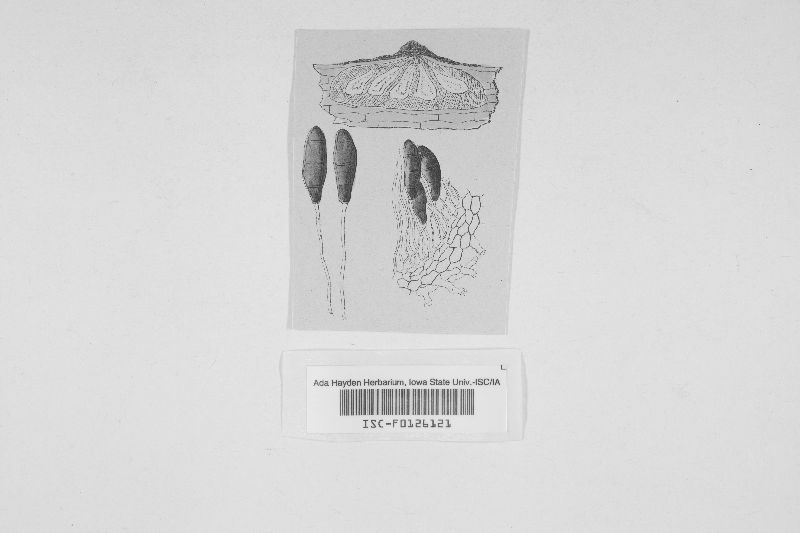 Hendersonia macrosperma image