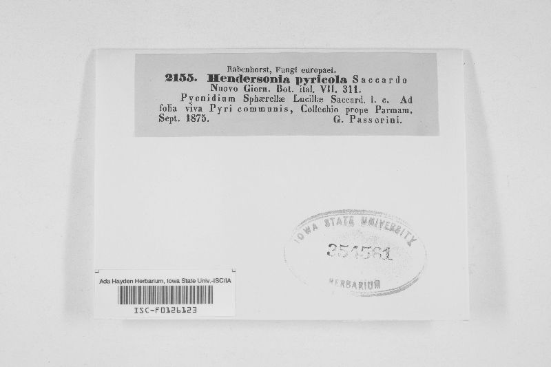 Hendersonia pyricola image