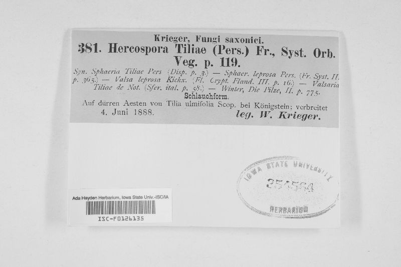 Hercospora tiliae image