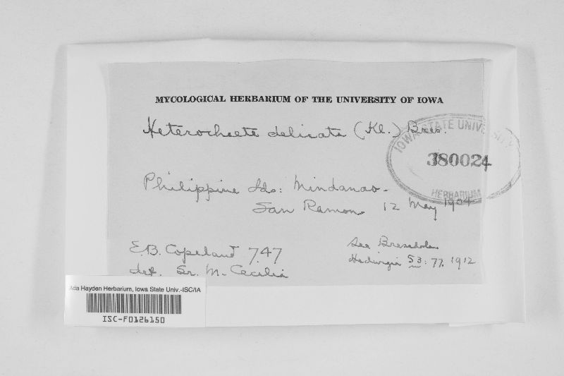 Heterochaete delicata image
