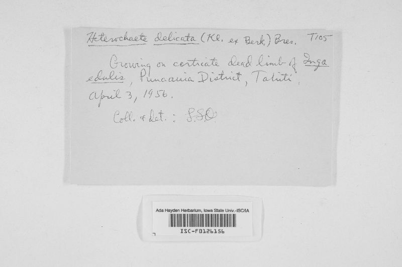 Heterochaete delicata image