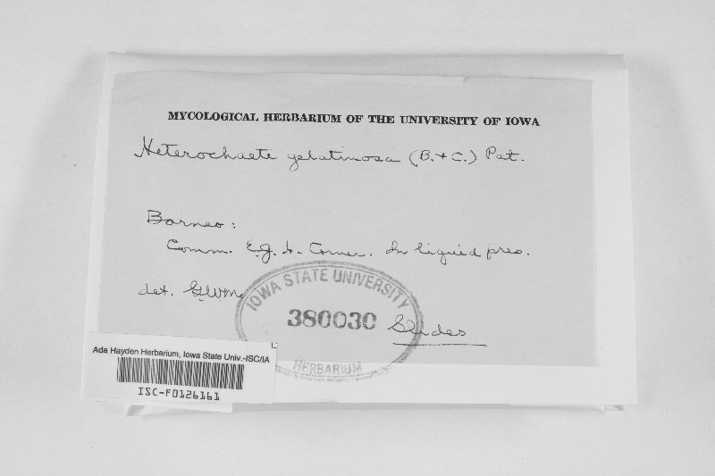 Heterochaete gelatinosa image