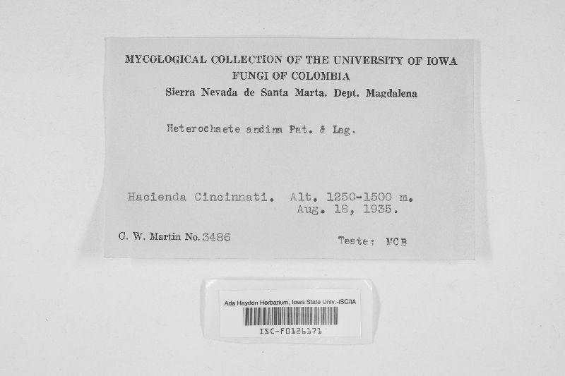 Heterochaete hymenochaetoides image