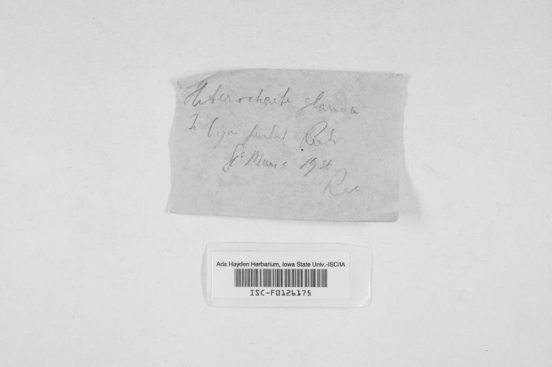 Heterochaete hymenochaetoides image