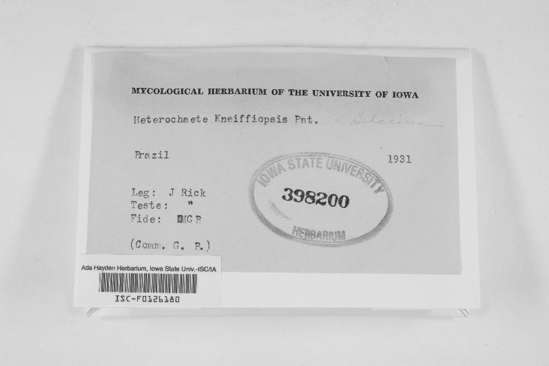 Heterochaete kneiffiopsis image