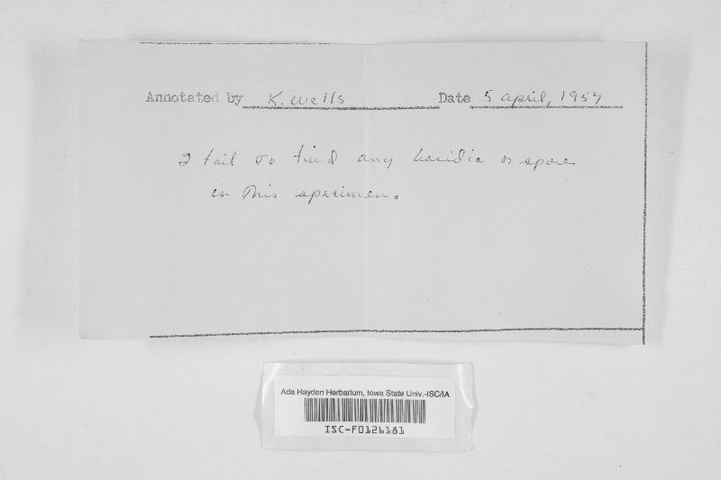 Heterochaete kneiffiopsis image