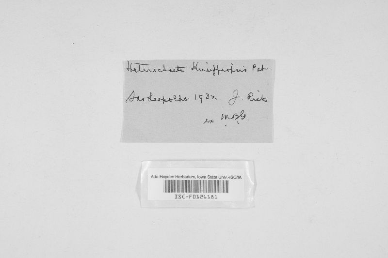 Heterochaete kneiffiopsis image