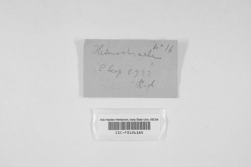 Heterochaete livida image
