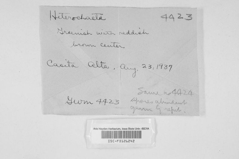 Heterochaete subgelatinosa image
