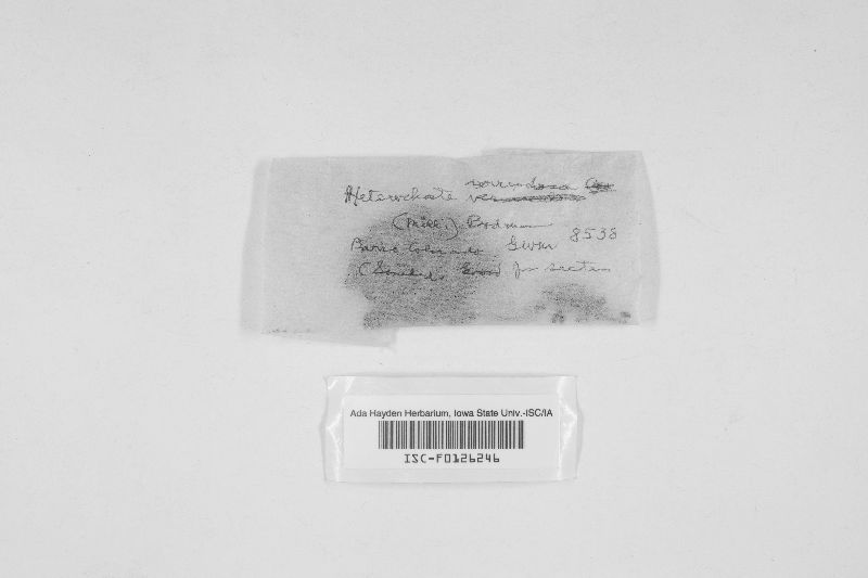 Heterochaete verruculosa image