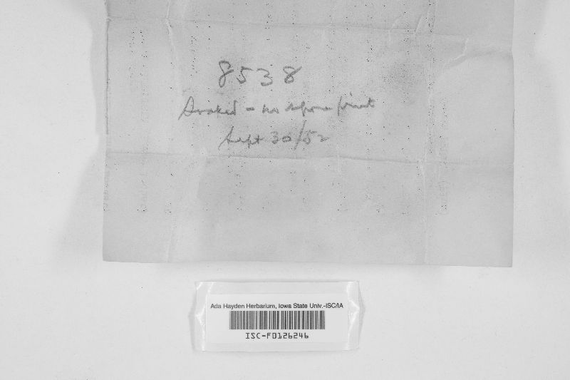 Heterochaete verruculosa image