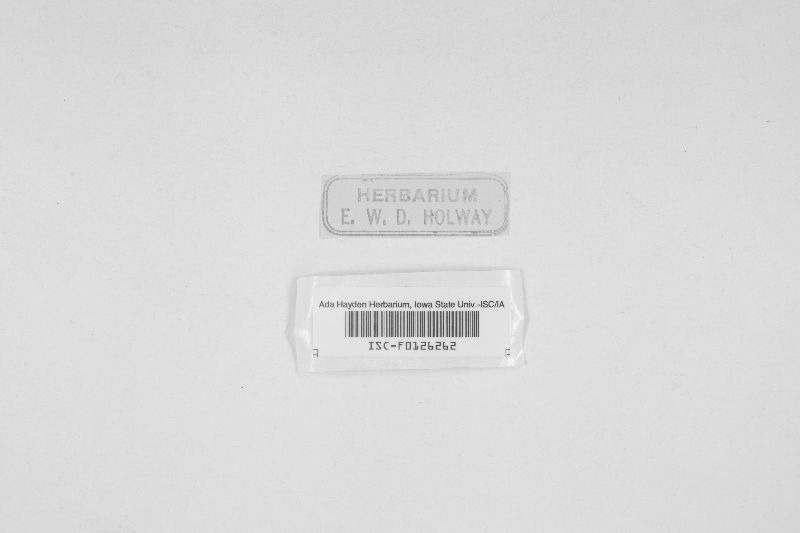 Davidiella variabile image