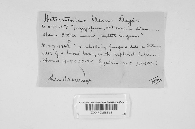 Heterotextus flavus image