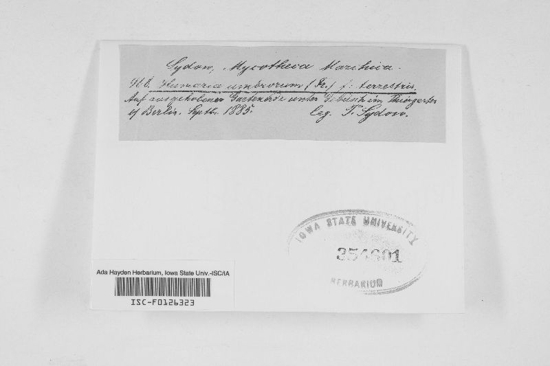 Scutellinia umbrorum image