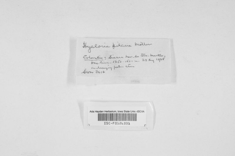 Hyaloria pilacre image