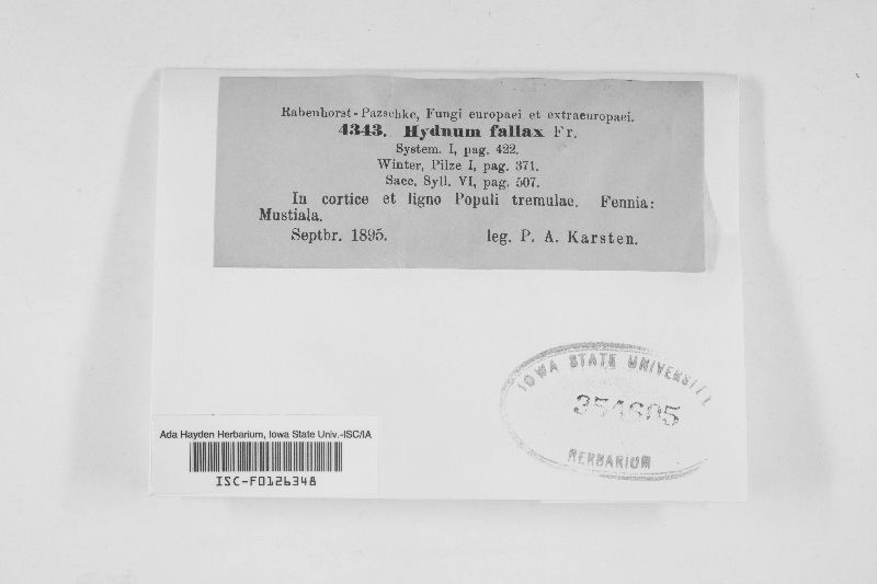 Hydnum fallax image