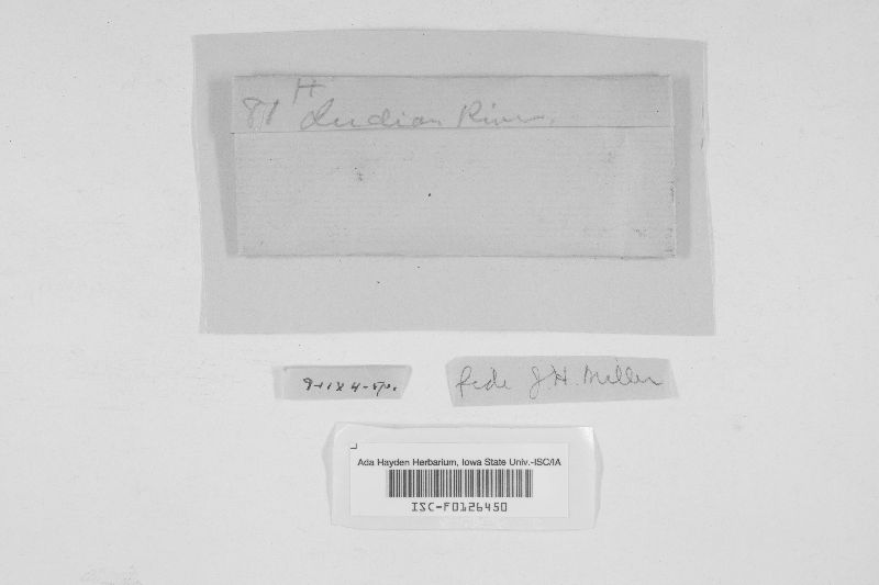 Hypoxylon glomeratum image