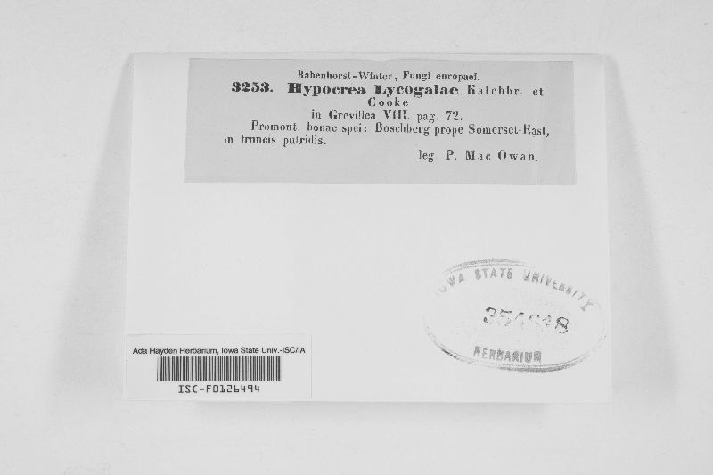 Hypocrea lycogalae image