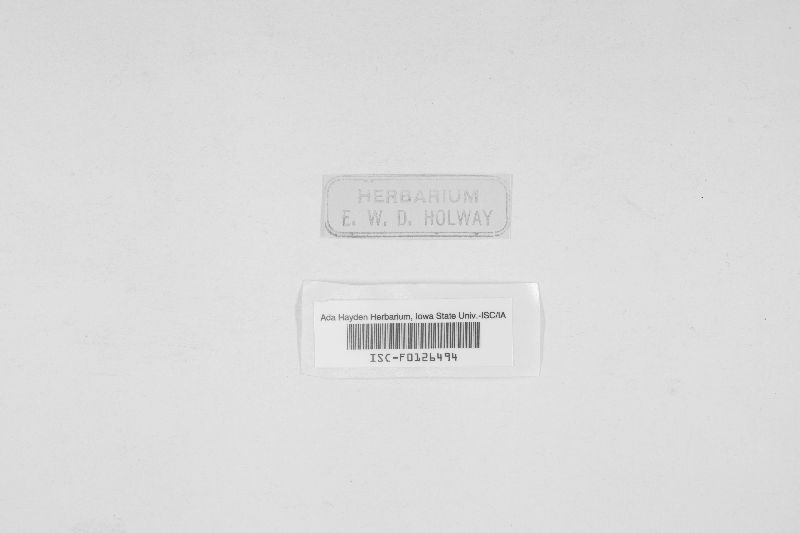Hypocrea lycogalae image