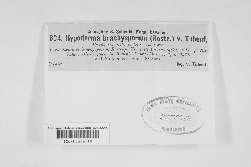 Hypoderma brachysporum image