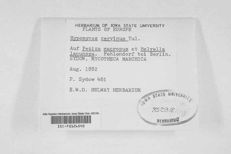 Hypomyces cervinus image
