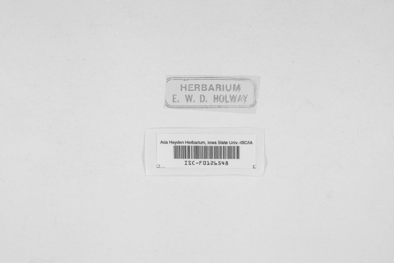 Cryptosphaeria ligniota image