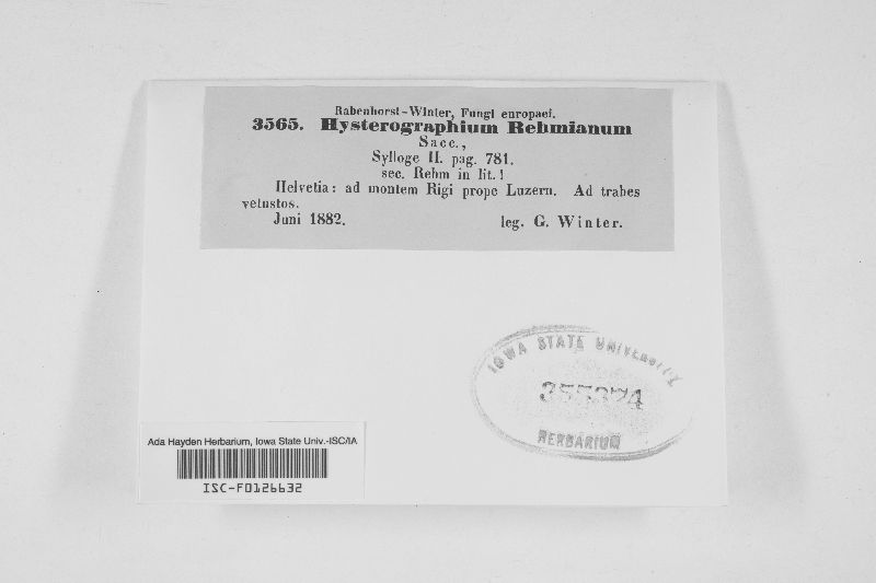 Hysterographium rehmianum image