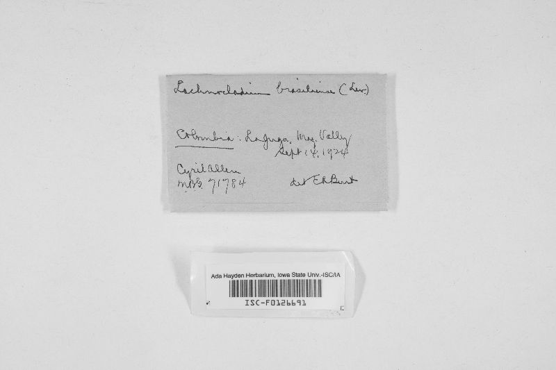 Lachnocladium brasiliense image