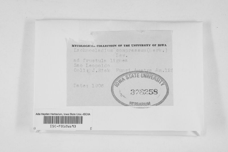 Lachnocladium compressum image