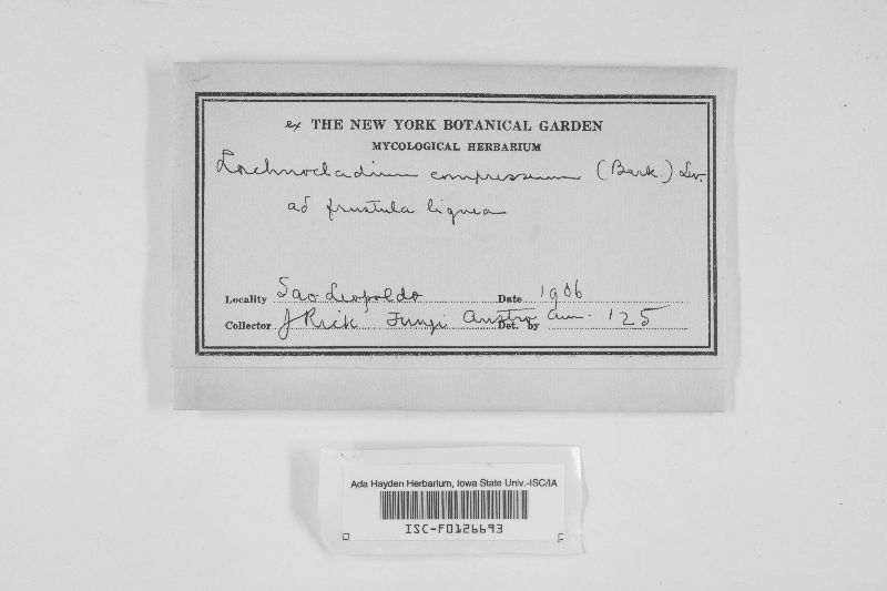 Lachnocladium compressum image
